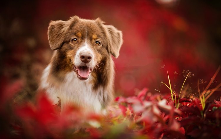 природа, листья, осень, собака, животное, друг, пес, австралийская овчарка, nature, leaves, autumn, dog, animal, each, australian shepherd