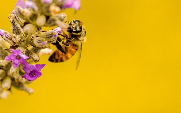 природа, насекомое, цветок, растение, пчела, nature, insect, flower, plant, bee