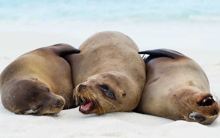 природа, тюлень, морской лев, тюлени, zalophus wollebaeki, galápagos sea lions, морские львы, nature, seal, sea lion, seals, sea lions