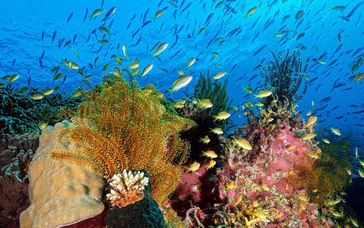 вода, подводный мир, природа, море, рыбы, океан, под водой, кораллы, водоросли, water, underwater world, nature, sea, fish, the ocean, under water, corals, algae