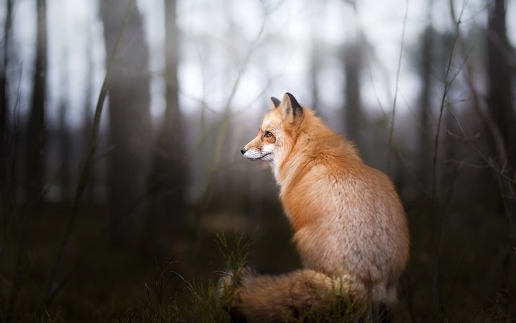 природа, фон, лиса, лисица, nature, background, fox