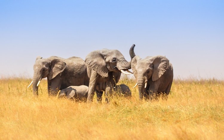 природа, африка, слоны, nature, africa, elephants