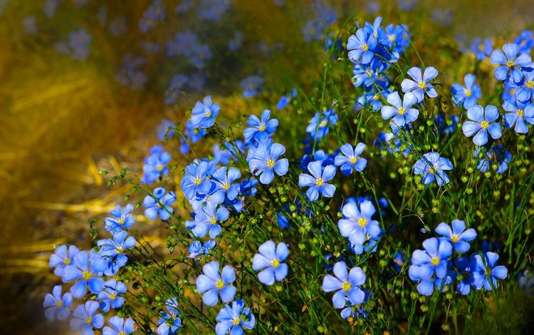 цветы, природа, голубые, лен, flowers, nature, blue, len