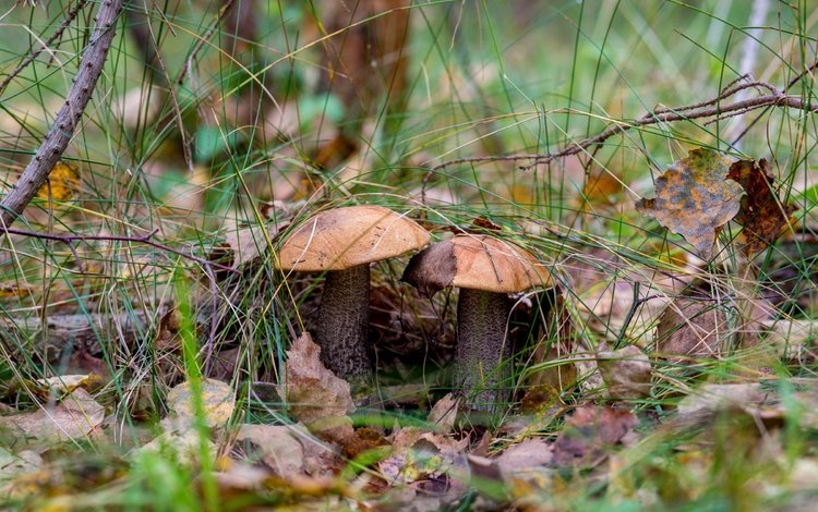 природа, лес, грибы, гриб, подосиновики, осенние листья, nature, forest, mushrooms, mushroom, aspen, autumn leaves