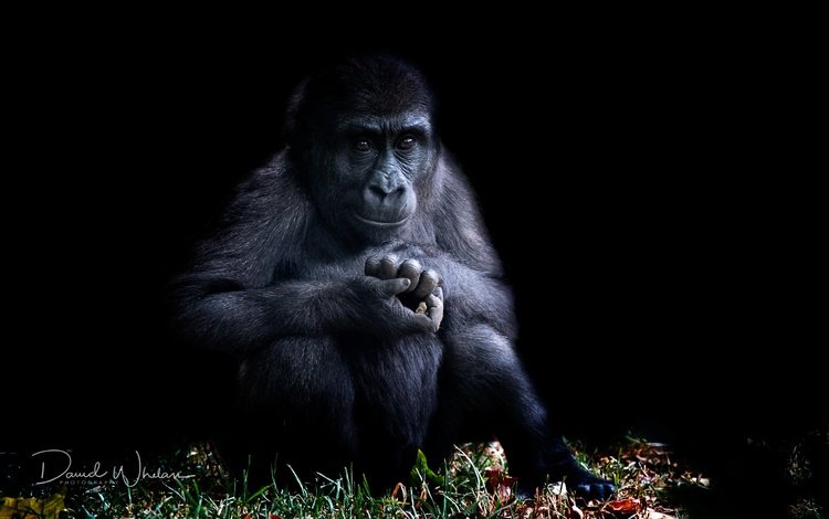 природа, фон, черный фон, обезьяна, горилла, примат, nature, background, black background, monkey, gorilla, the primacy of