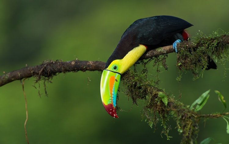 ветка, птица, тукан, джунгли, радужный тукан, branch, bird, toucan, jungle, iridescent toucan