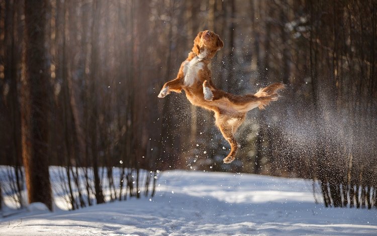 снег, зима, полет, собака, прыжок, в воздухе, боке, snow, winter, flight, dog, jump, in the air, bokeh