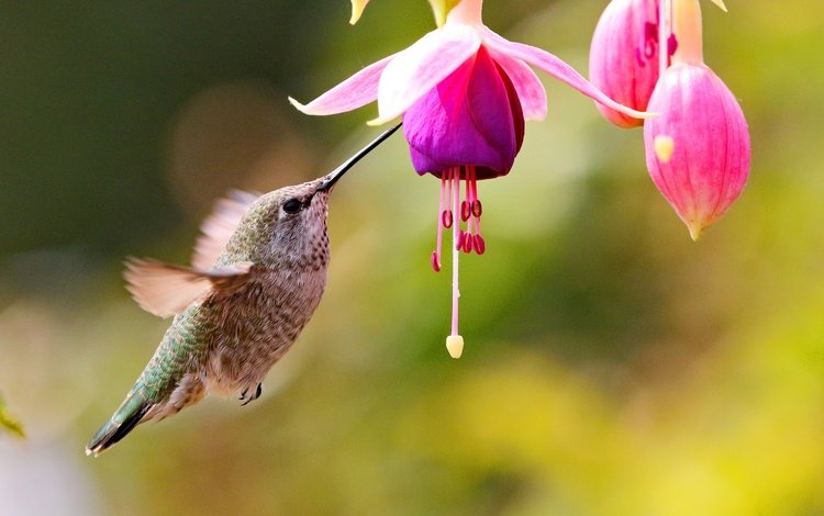 Колибри, парящий около тропического цветка