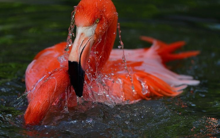 вода, фламинго, птица, water, flamingo, bird