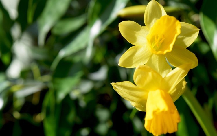 цветы, макро, весна, нарциссы, желтые, flowers, macro, spring, daffodils, yellow