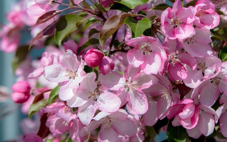 цветы, дерево, цветение, весна, розовые, flowers, tree, flowering, spring, pink