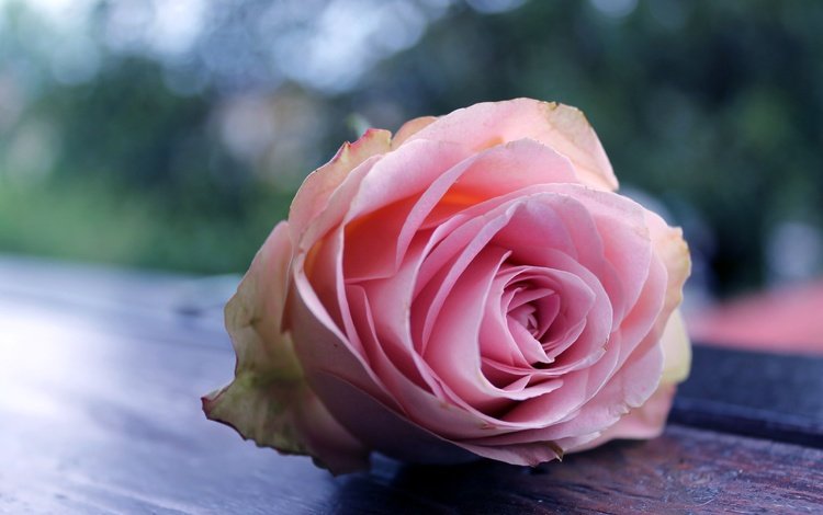 макро, цветок, роза, бутон, розовая, боке, macro, flower, rose, bud, pink, bokeh
