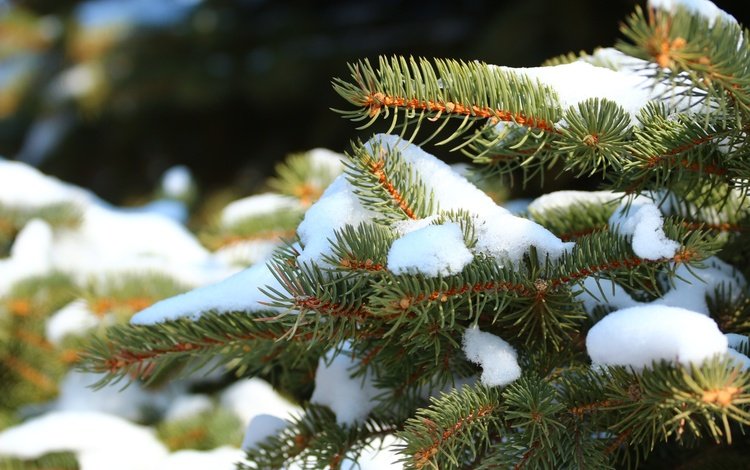 снег, природа, хвоя, зима, ель, иголки, snow, nature, needles, winter, spruce