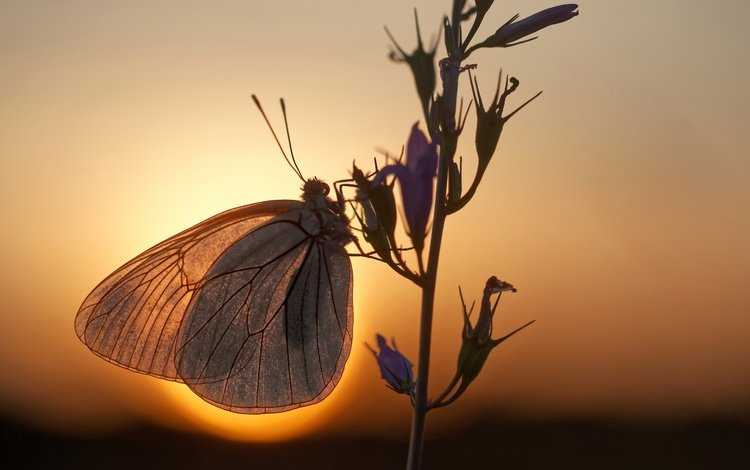 вечер, ветка, солнце, макро, насекомое, бабочка, боке, the evening, branch, the sun, macro, insect, butterfly, bokeh