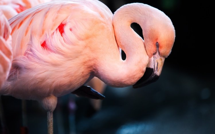 фламинго, сон, птица, flamingo, sleep, bird