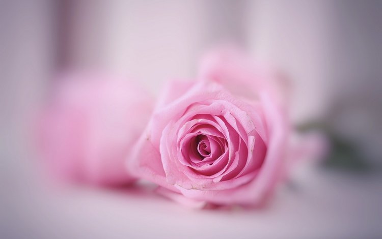 макро, фон, цветок, роза, розовая, macro, background, flower, rose, pink