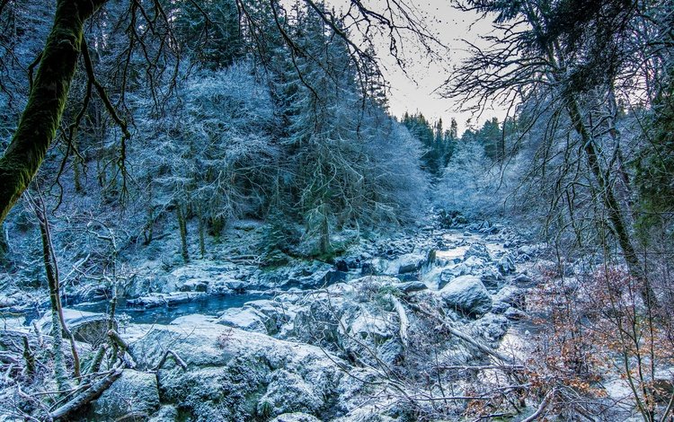 деревья, снег, камни, зима, ручей, шотландия, trees, snow, stones, winter, stream, scotland