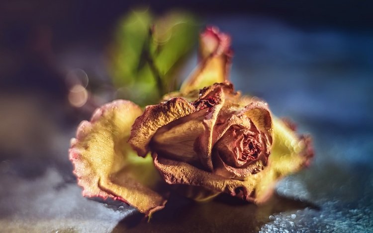 макро, фон, цветок, роза, macro, background, flower, rose