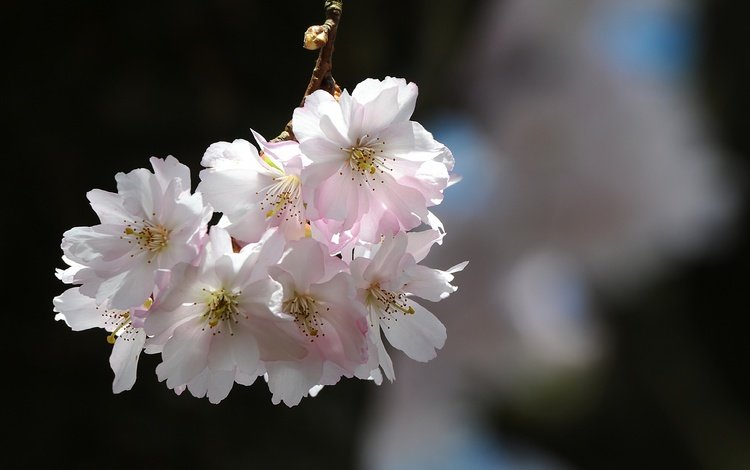 природа, цветение, лепестки, весна, вишня, сакура, nature, flowering, petals, spring, cherry, sakura