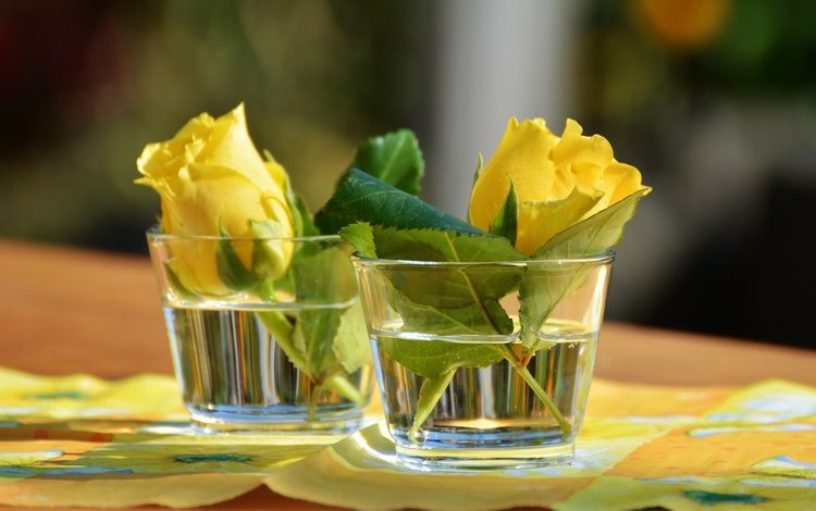 цветы, розы, стаканы, салфетка, желтые, flowers, roses, glasses, napkin, yellow