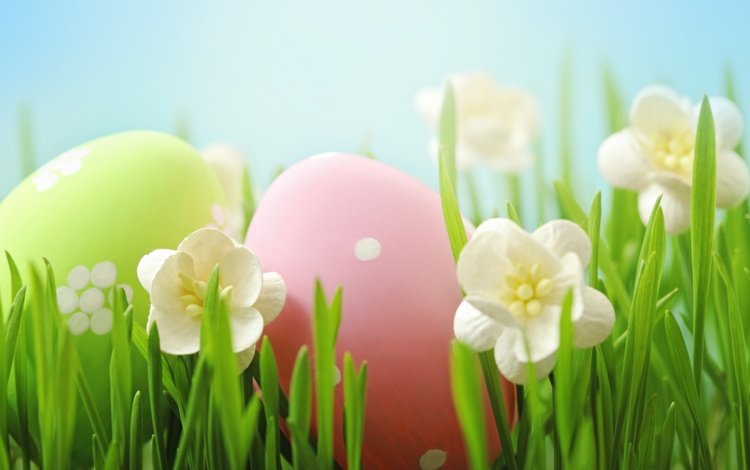 цветы, трава, пасха,  цветы, глазунья, весенние, зеленые пасхальные, довольная, яйца крашеные, flowers, grass, easter, eggs, spring, happy, the painted eggs