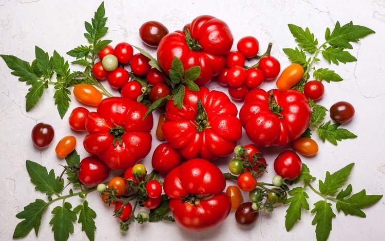 зелень, томаты, листья, фон, красные, мокрые, овощи, помидоры, натюрморт, greens, leaves, background, red, wet, vegetables, tomatoes, still life