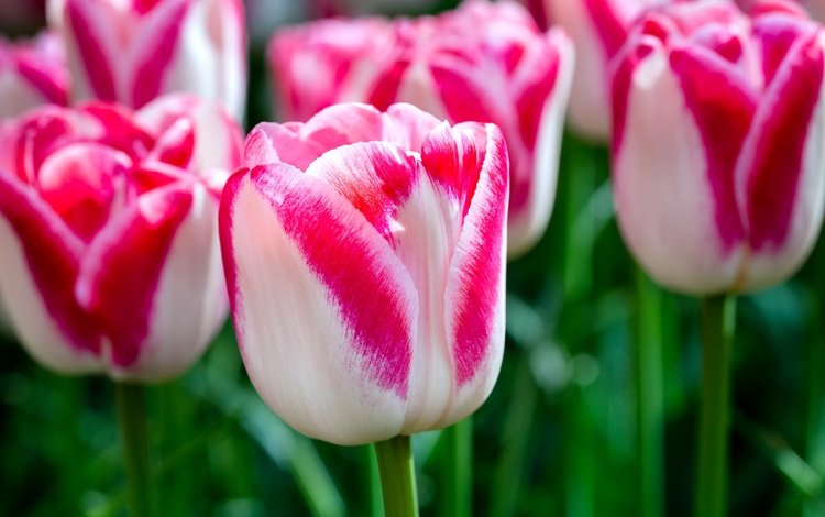 цветы, макро, лепестки, бутон, весна, тюльпаны, пестрые, flowers, macro, petals, bud, spring, tulips, motley