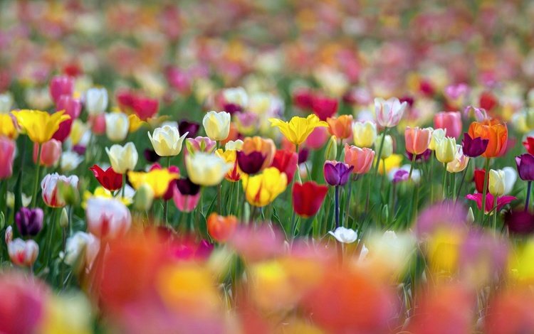 цветы, разноцветные, весна, тюльпаны, боке, flowers, colorful, spring, tulips, bokeh