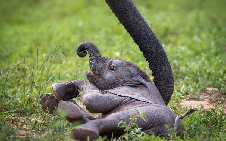 слон, африка, хобот, слоненок, замбия, african wildlife, baby elephant, elephant, africa, trunk, zambia