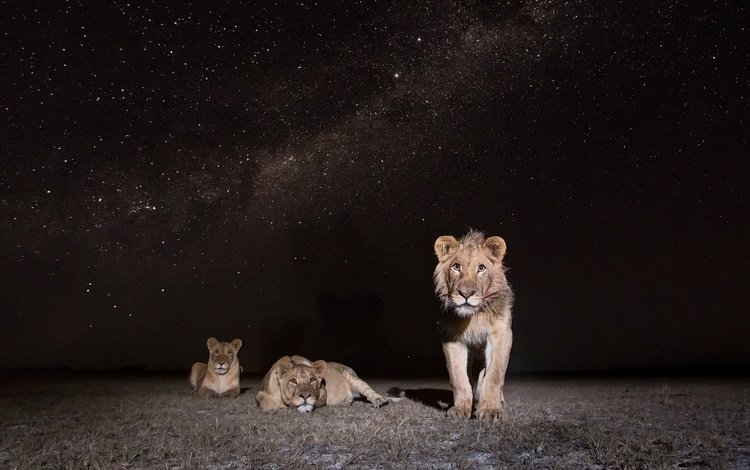 ночь, природа, африка, львы, лев, замбия, african wildlife, lions at night, night, nature, africa, lions, leo, zambia
