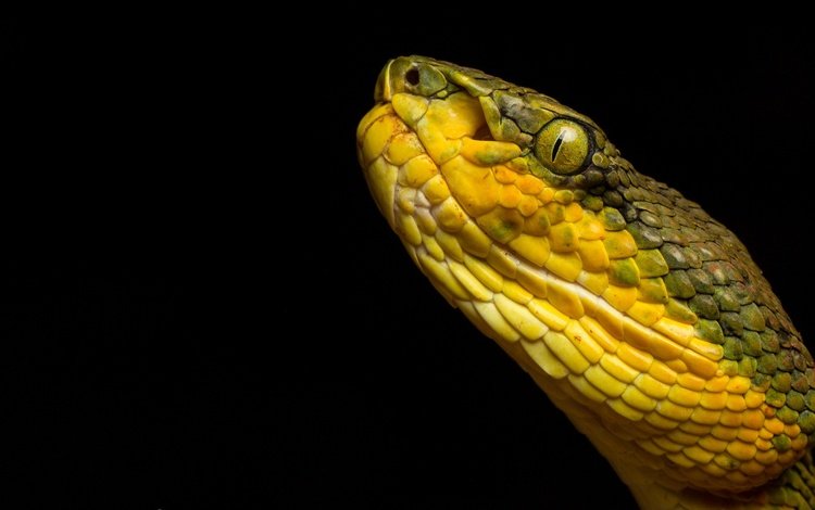 змея, черный фон, рептилия, гадюка, пресмыкающееся, bamboo pit viper, trimeresurus gramineus, snake, black background, reptile, viper