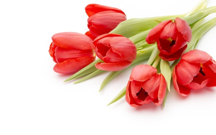 цветы, пинк, красные, букет, тюльпаны, романтик, краcный, красива, тульпаны,  цветы, парное, fresh, flowers, pink, red, bouquet, tulips, romantic, beautiful