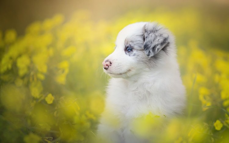 цветы, собака, щенок, боке, бордер-колли, flowers, dog, puppy, bokeh, the border collie