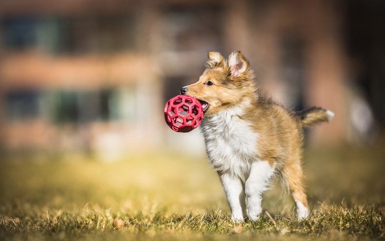 собака, щенок, игра, мяч, колли, dog, puppy, the game, the ball, collie