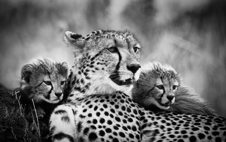 чёрно-белое, мама, гепарды, детеныши, black and white, mom, cheetahs, cubs
