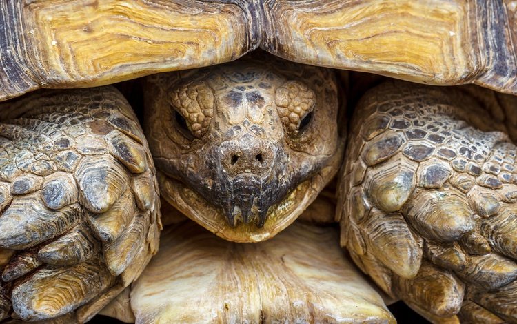 макро, черепаха, панцирь, голова, пресмыкающееся, macro, turtle, shell, head, reptile