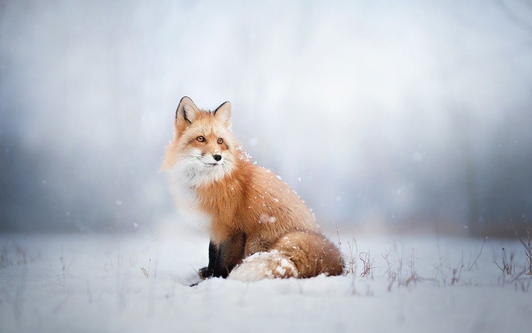 снег, зима, лиса, лисица, животное, snow, winter, fox, animal