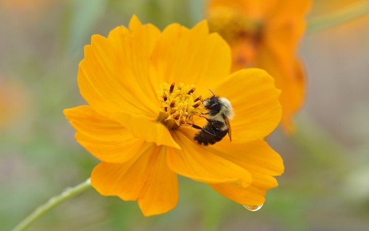 насекомое, цветок, капля, пчела, космея, insect, flower, drop, bee, kosmeya