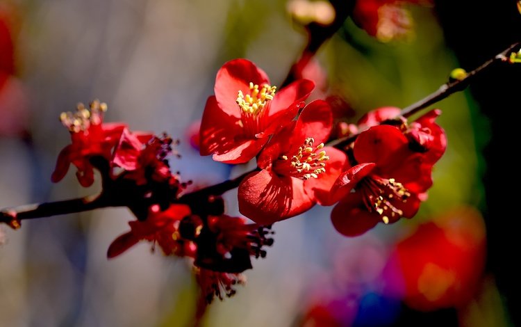 природа, цветение, макро, весна, цветки, айва, nature, flowering, macro, spring, flowers, quince