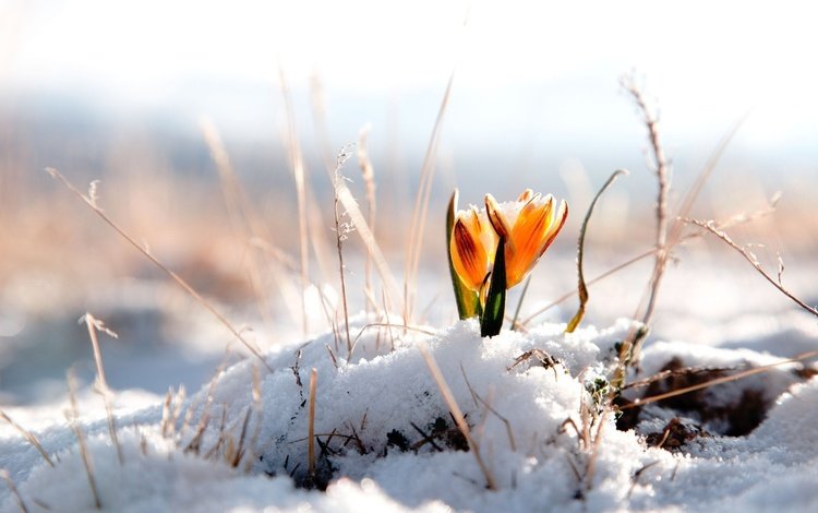 цветы, снег, природа, желтый, цветок, весна, крокусы, крокус, flowers, snow, nature, yellow, flower, spring, crocuses, krokus