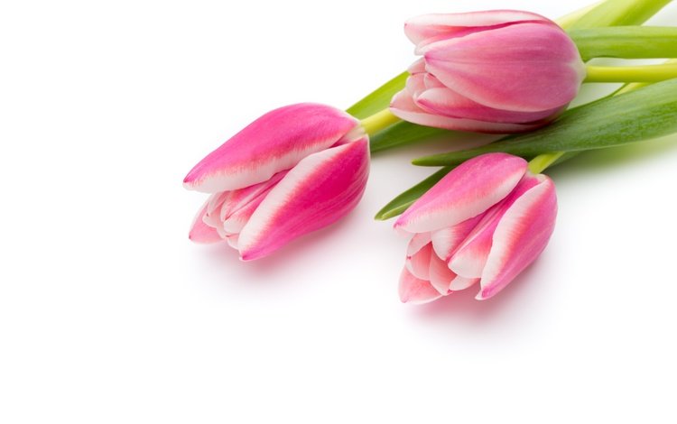 цветы, букет, тюльпаны, розовые, красива, тульпаны,  цветы, парное, пинк, flowers, bouquet, tulips, pink, beautiful, fresh