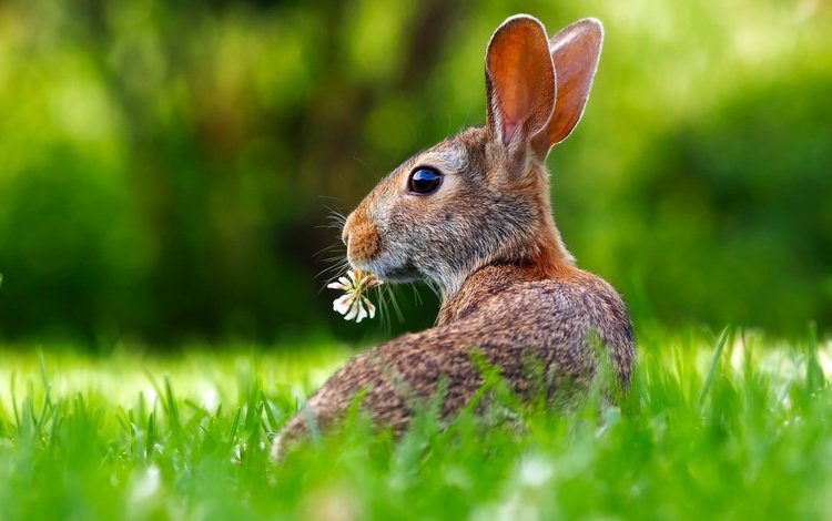 трава, цветок, кролик, уши, заяц, grass, flower, rabbit, ears, hare