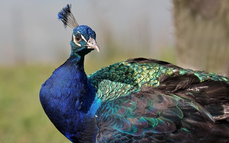 птица, павлин, оперение, хохолок, bird, peacock, tail, crest