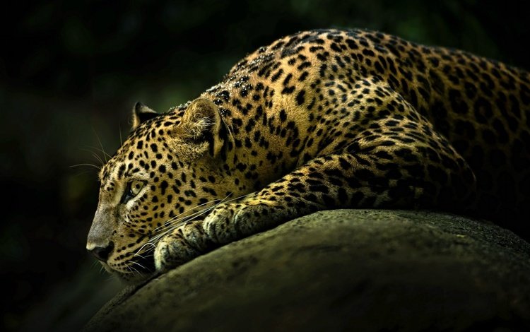 животные, хищник, ягуар, дикая кошка, animals, predator, jaguar, wild cat