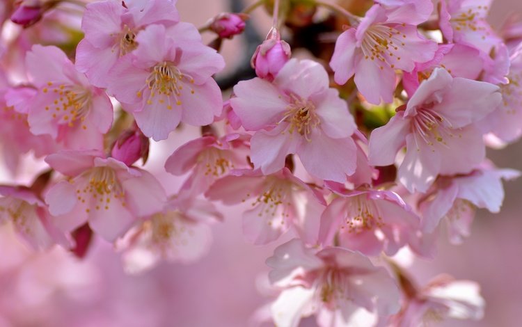 дерево, цветение, лепестки, весна, сакура, tree, flowering, petals, spring, sakura