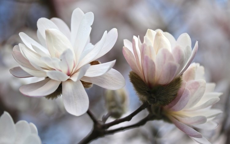 дерево, цветение, весна, магнолия, tree, flowering, spring, magnolia