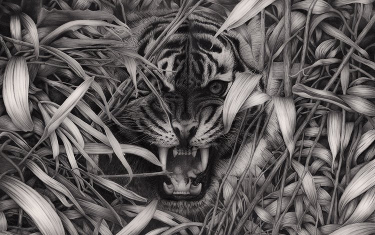 тигр, трава, чёрно-белое, клыки, хищник, пасть, дикая кошка, tiger, grass, black and white, fangs, predator, mouth, wild cat