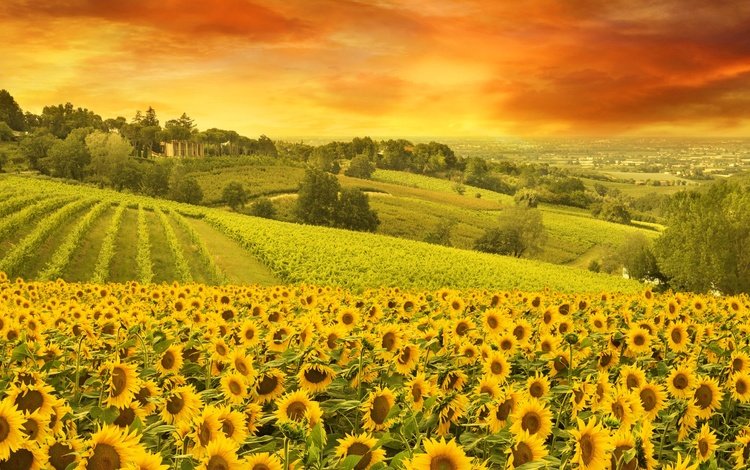 холмы, поля, панорама, италия, подсолнухи, hills, field, panorama, italy, sunflowers