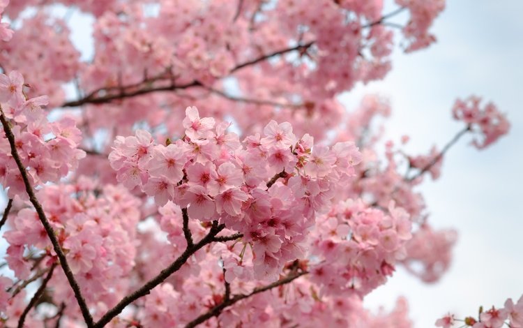 цветы, природа, дерево, цветение, лепестки, весна, сакура, flowers, nature, tree, flowering, petals, spring, sakura