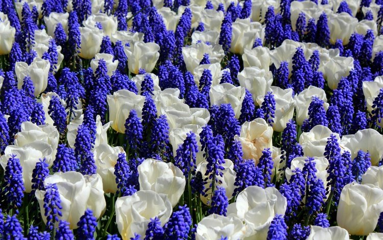 цветы, тюльпаны, белые, синие, мускари, мышиный гиацинт, flowers, tulips, white, blue, muscari, hyacinth mouse